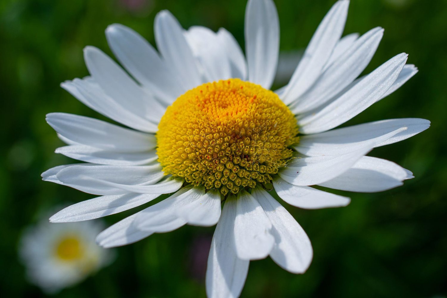 The arrival of daisies often coincides with the last days of school.